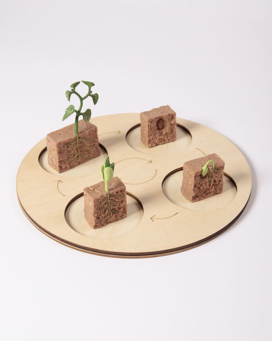 SET Ciclo de la vida