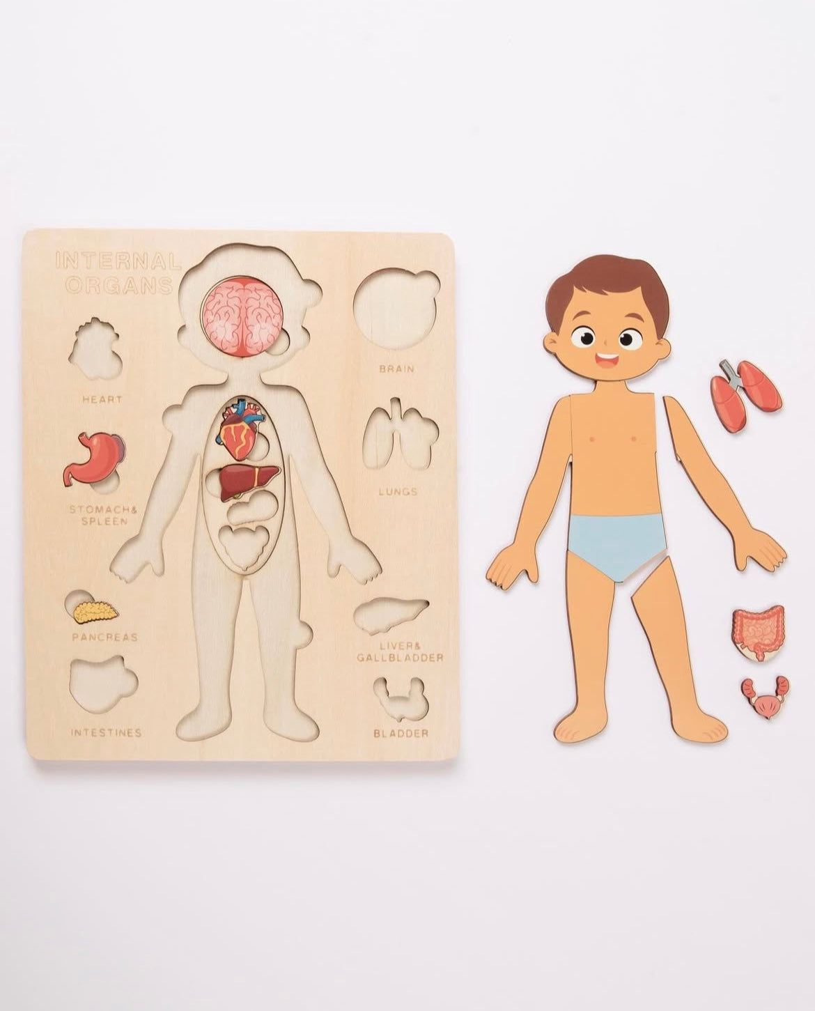 SET Puzzle Órganos