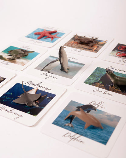SET Sea Animals